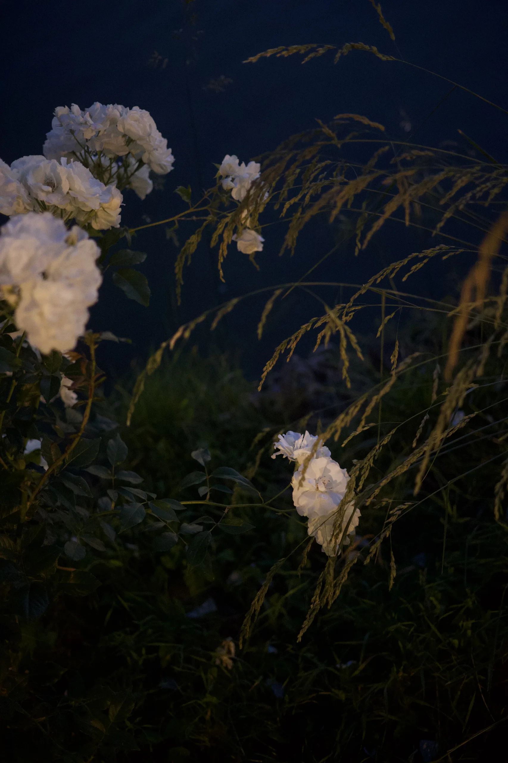 Photography 16